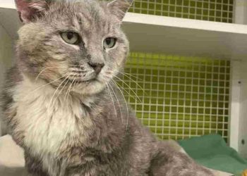 un chat trouvé avec chatons