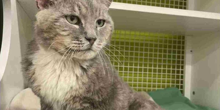 un chat trouvé avec chatons