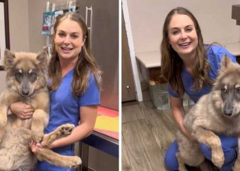 vétérinaire montré hybride loup chien