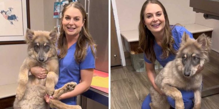 Une vétérinaire a montré un hybride d'un loup et d'un chien. Syrus n'a que 3 mois et pèse déjà 15 kilos 1 vétérinaire montré hybride loup chien