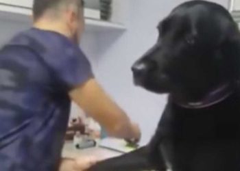 vétérinaire prélever sang Labrador réaction