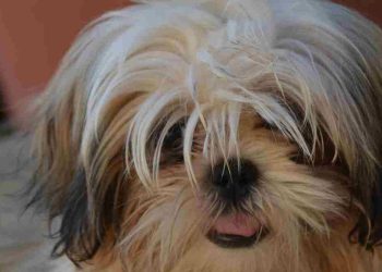 vétérinaires conseillé euthanasier chien paralysé