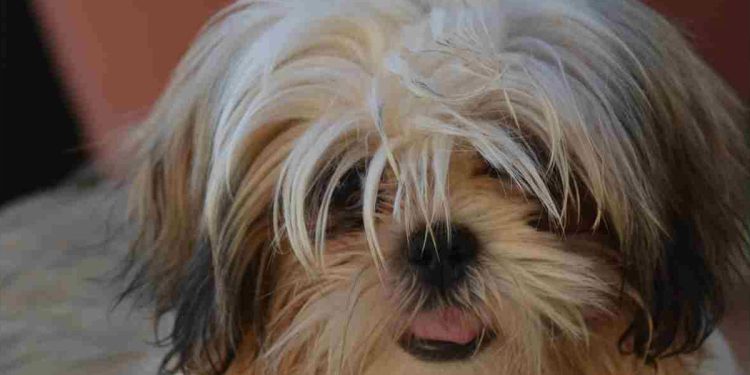 Les vétérinaires lui ont conseillé d'euthanasier son chien paralysé, mais elle a riposté. "Ne jamais perdre espoir" 1 vétérinaires conseillé euthanasier chien paralysé