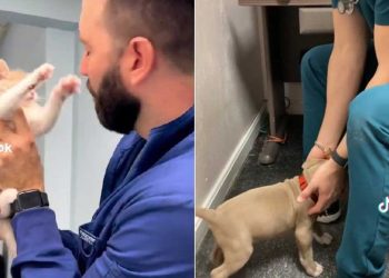 vidéo clinique vétérinaire devenue virale