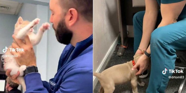 Une vidéo d’une clinique vétérinaire est devenue virale. Ils ont montré comment un vétérinaire traite ses patients 1 vidéo clinique vétérinaire devenue virale