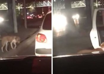 voiture s arrête près chien errant