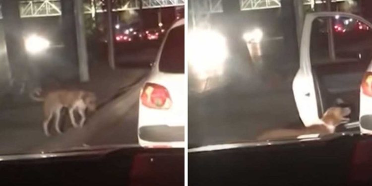 voiture s arrête près chien errant