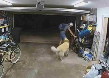 voleur jouer Golden Retriever voler vélo