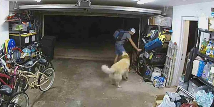 voleur jouer Golden Retriever voler vélo