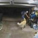 Un voleur s'arrête pour jouer avec un Golden Retriever avant de voler un vélo d'une valeur de 1300 € 5 voleur jouer Golden Retriever voler vélo
