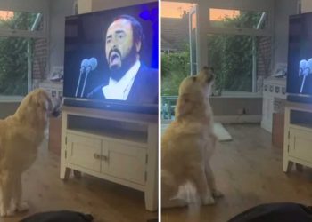 Chien Hugo Luciano Pavarotti