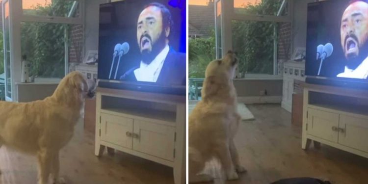 Le chien a couru vers la télévision dès que Luciano Pavarotti a commencé à chanter - il s'est joint à un parfait duo d'opéra 1 Chien Hugo Luciano Pavarotti