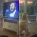 Le chien a couru vers la télévision dès que Luciano Pavarotti a commencé à chanter - il s'est joint à un parfait duo d'opéra 7 Chien Hugo Luciano Pavarotti