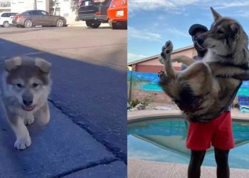 Elle pensait avoir acheté un joli chiot husky