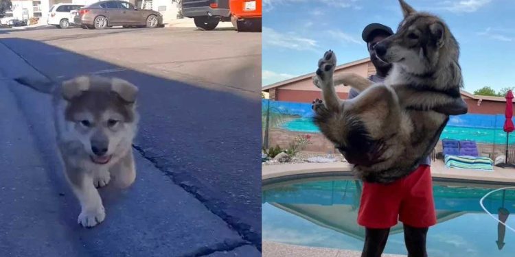 Elle pensait avoir acheté un joli chiot husky