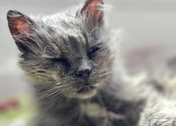 Il a jeté un chat malade de 17 ans dans la rue