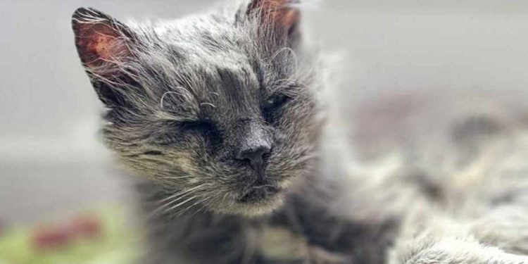 Il a jeté un chat malade de 17 ans dans la rue