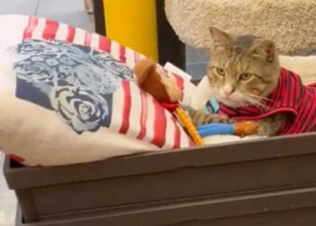 Ils ont adopté chat attraper des souris