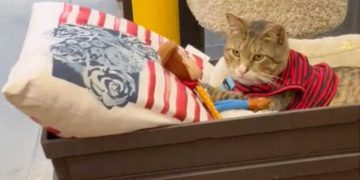 Ils ont adopté chat attraper des souris