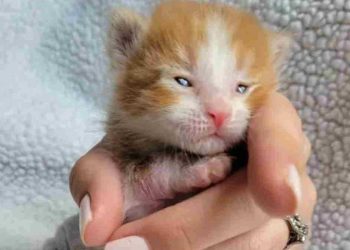 La petite patte du chaton a été infectée