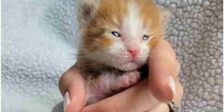 La petite patte du chaton a été infectée