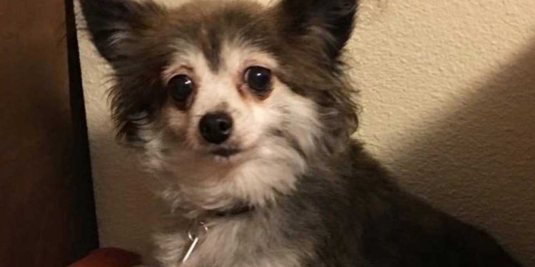 La transformation de la chienne fait pleurer