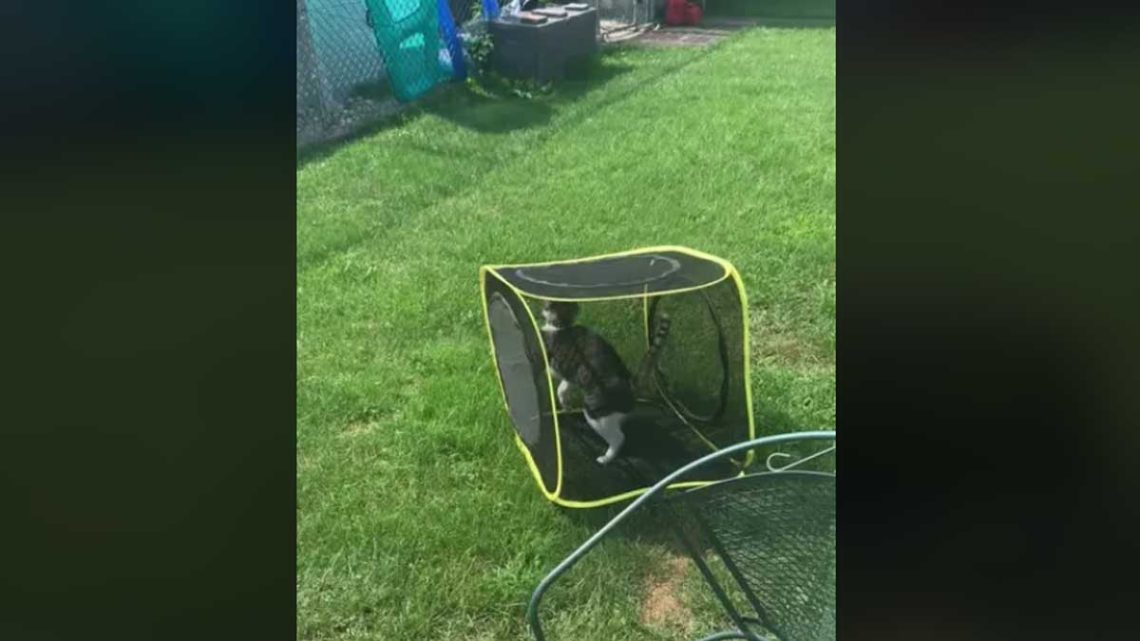 Votre chat s enfuit de la maison