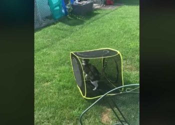 Votre chat s enfuit de la maison