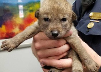 amené animal abandonné commissariat