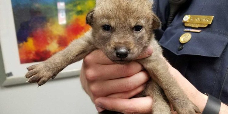 Il a amené un animal abandonné au commissariat, il était sûr de sauver la vie du chien. Voilà ce qu'il s'est avéré être 1 amené animal abandonné commissariat