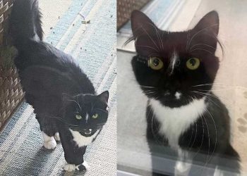 chat frappé porte jeté coup d œil maison