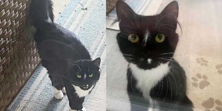 chat frappé porte jeté coup d œil maison