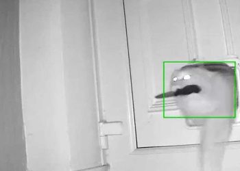 chat kleptomane vole ses voisins