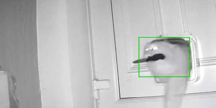 chat kleptomane vole ses voisins