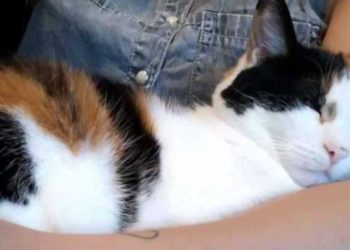 chat ne voulait plus quitter leurs genoux manière créative