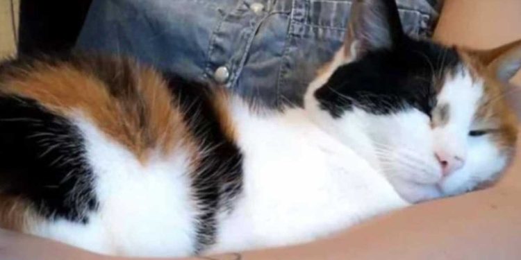 chat ne voulait plus quitter leurs genoux manière créative