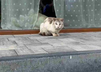 chat regarde par différentes fenêtres sortir rue