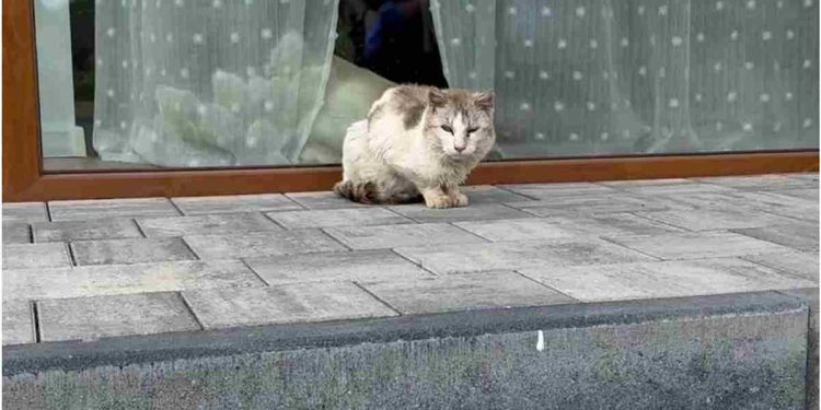 Le chat regarde par différentes fenêtres, implorant que quelqu'un le fasse sortir de la rue. Une seule personne ouvre son cœur 1 chat regarde par différentes fenêtres sortir rue