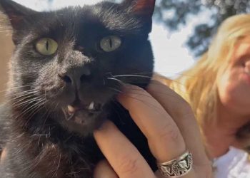 chat semé chaos voisins propriétaires embarras