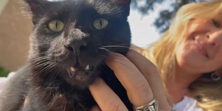 Ce chat a semé le chaos dans les maisons des voisins et a laissé ses propriétaires dans l'embarras – cela a commencé si innocemment et s'est envenimé 1 chat semé chaos voisins propriétaires embarras