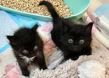 chaton sauvé était aveugle vérité