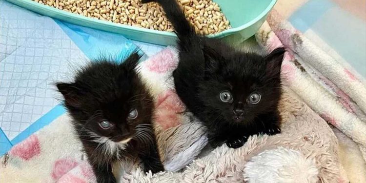 chaton sauvé était aveugle vérité