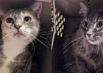 chats abandonnés recroquevillés cage refuge note