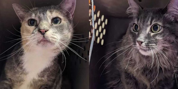 Deux chats abandonnés trouvés recroquevillés dans une cage devant un refuge avec une note touchante 1 chats abandonnés recroquevillés cage refuge note