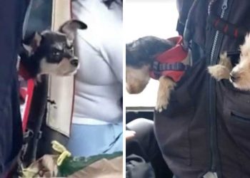 chauffeur bus chiens ses poches