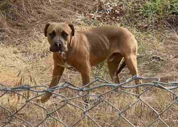 chien abandonné bord autoroute récupéré jouet
