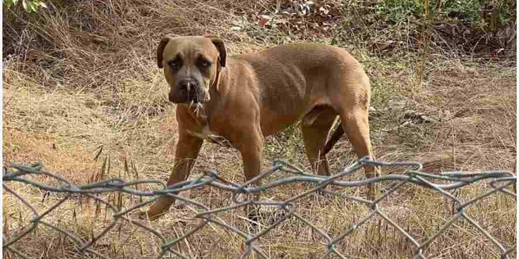 chien abandonné bord autoroute récupéré jouet