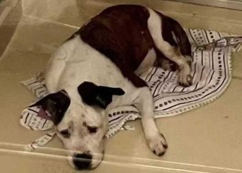 chien attendait ce jour refuge plus un an