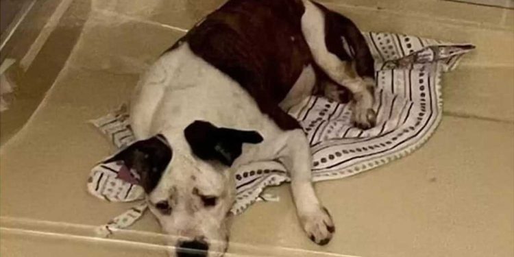 chien attendait ce jour refuge plus un an