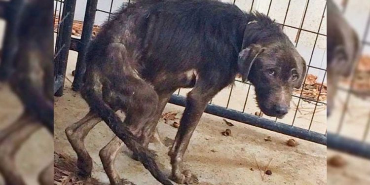 Ce chien avait tellement peur des humains - mais ensuite un homme est entré en scène et il a eu ce qu'il méritait 1 chien avait tellement peur humains